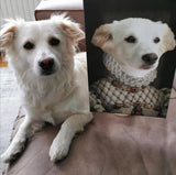 De Prinses - Artimal (3573532622941)