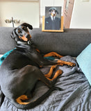 Pawky Blinders - Artimal (5363913785503)